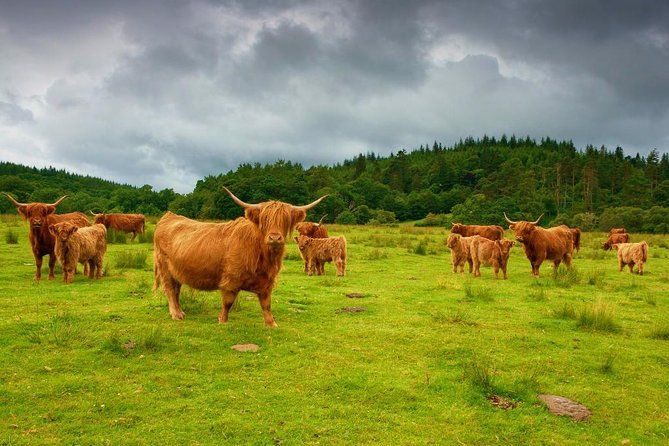 Highlights of Scotland Private Day Tour With Scottish Local - Good To Know