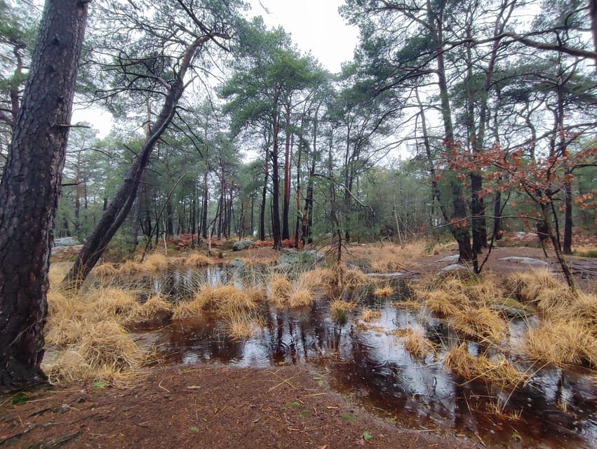 Hiking Adventure in the Fontainebleau Forest - Key Points