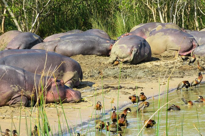 Hippo and Croc Boat Cruise in Saint Lucia With Pick-Up - Overview of the Tour