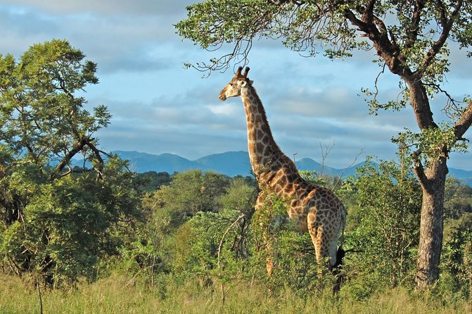 Hluhluwe Game Reserve Safari From Durban - Good To Know
