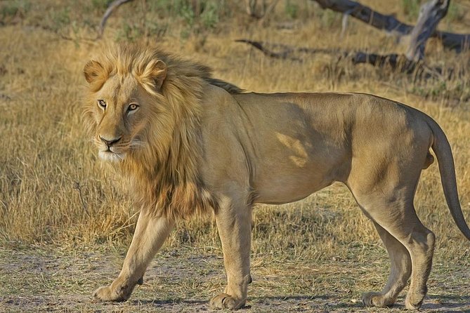 Hluhluwe Imfolozi Big 5 Reserve Day Safari From Durban - Good To Know