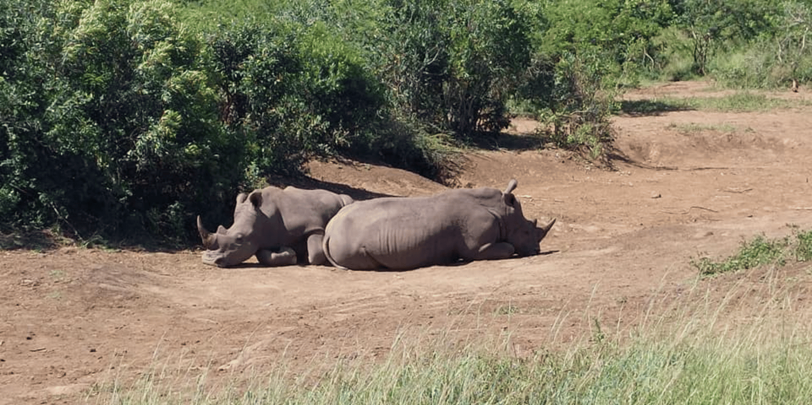 Hluhluwe Imfolozi Day Safari Tour - Good To Know