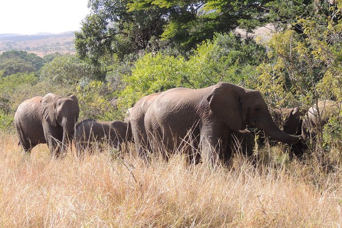 Hluhluwe/iMfolozi Game Reserve Full Day Game Drive - Tour Overview and Highlights