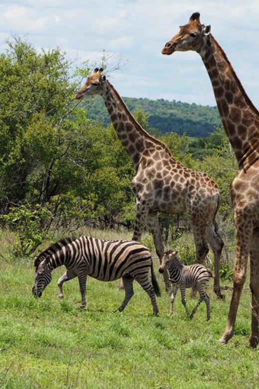 Hoedspruit: Evening Safari In Greater Kruger Private Reserve - Good To Know