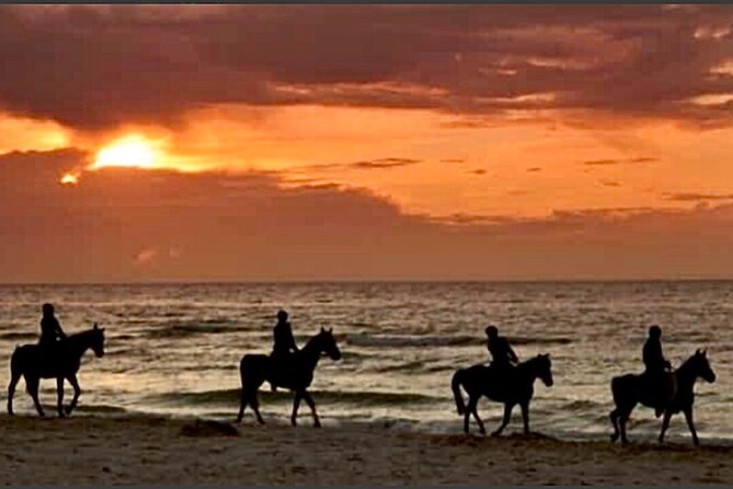 Horseback Riding on Beach, Winery, Alpacas, Penguins & Cowboybbq - Good To Know