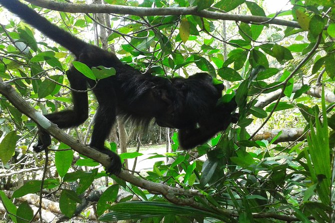Howler Monkey Sanctuary and Kukumba Beach From Belize City - Tour Overview