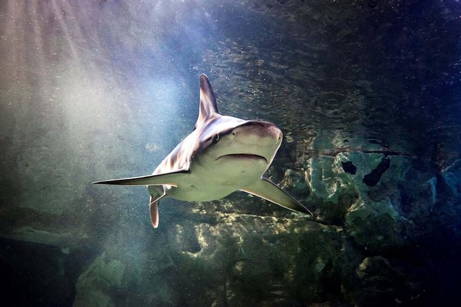 Hunstanton SEA LIFE Sanctuary General Admission Ticket - Good To Know