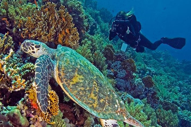 Hurghada Daily Scuba Dive Trip - Good To Know
