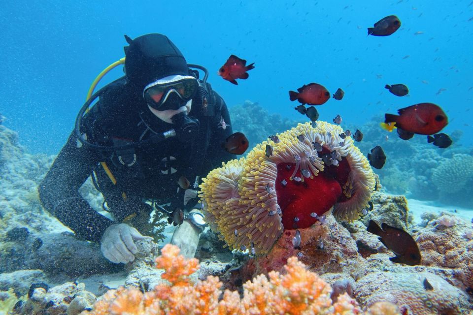 Hurghada: Diving and Snorkeling Tour With Transfers - Good To Know