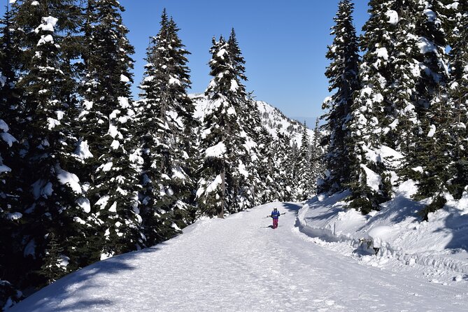 Hurricane Ridge Guided Snowshoe Tour in Olympic National Park - Good To Know