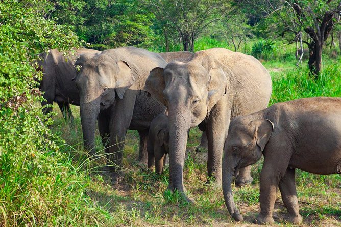 Hurulu Eco Park Private Safari - Good To Know