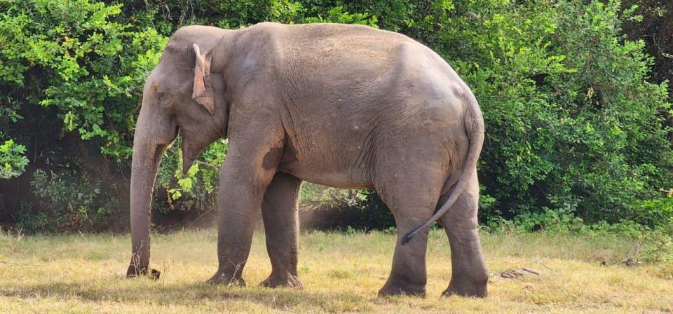 Hurulu National Park Safari Minneriya - Good To Know