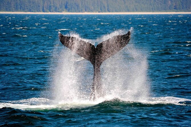 Icy Strait Whale & Wildlife Endeavor - Good To Know