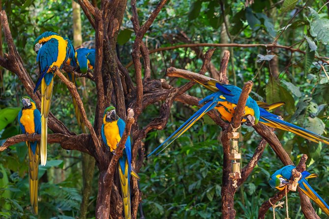 Iguassu Bird Park - Tickets Included - Good To Know