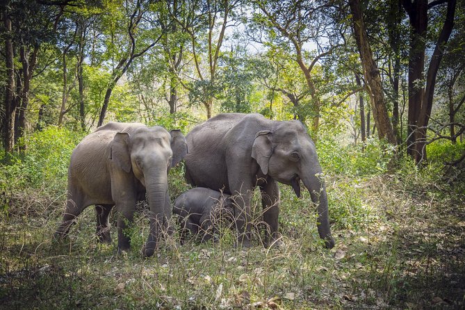 Bangalore to Nagarhole National Park: Wilderness Retreat - Good To Know