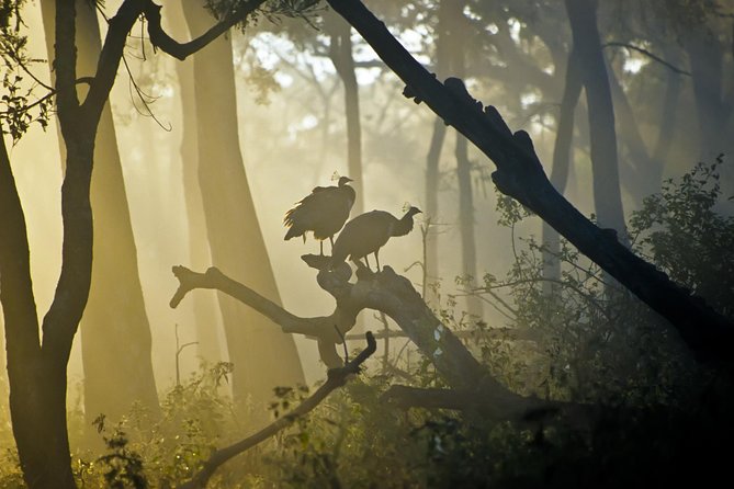 Bangalore to Nagarhole National Park: Wilderness Retreat