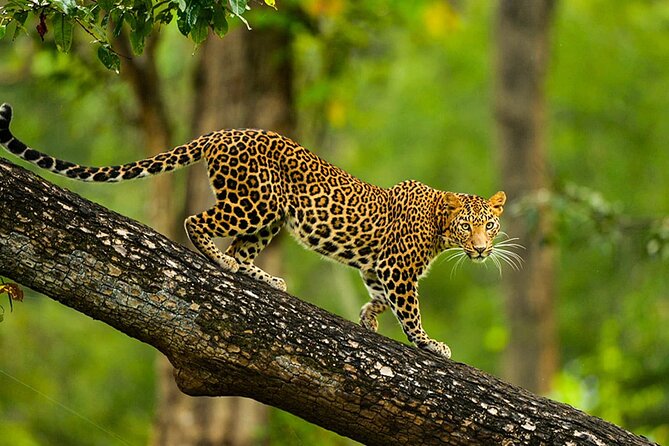 Bangalore to Nagarhole National Park: Wilderness Retreat - Accommodation Options