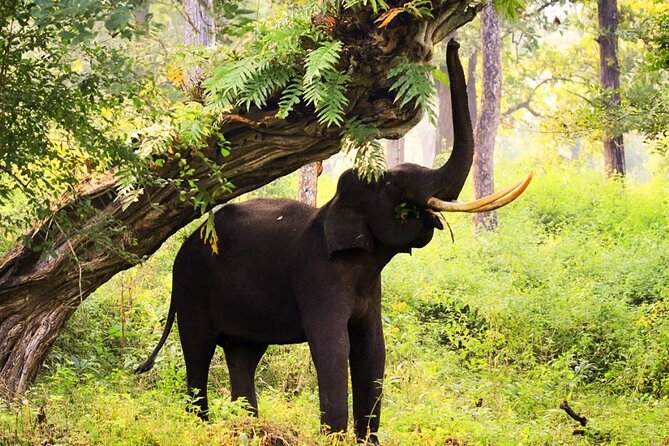 Bangalore to Nagarhole National Park: Wilderness Retreat - Dining and Cuisine