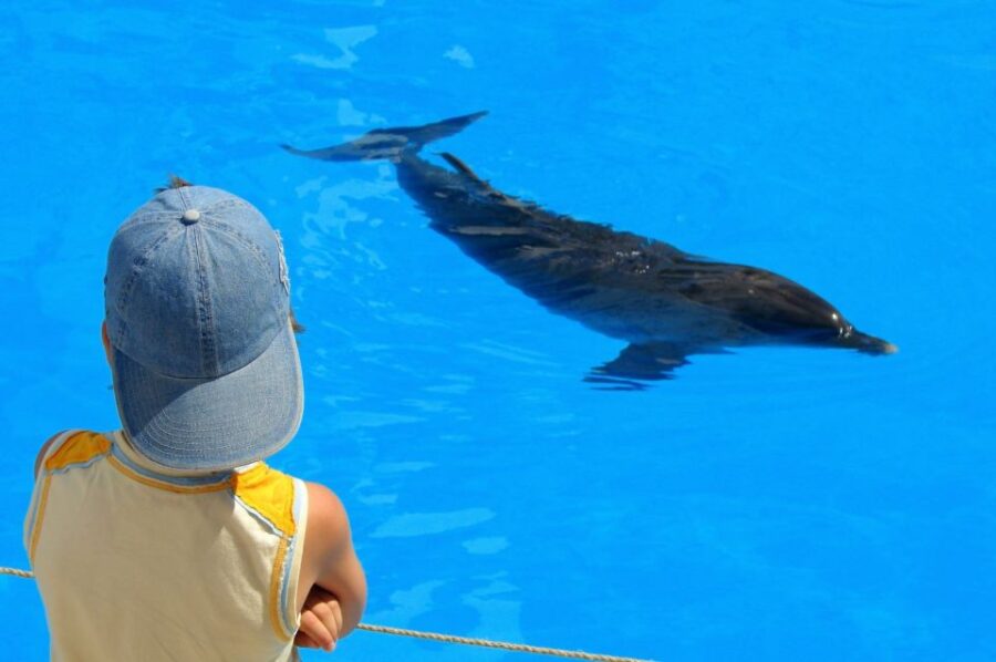 Best Dolphin Watching Tours In Port Safaga