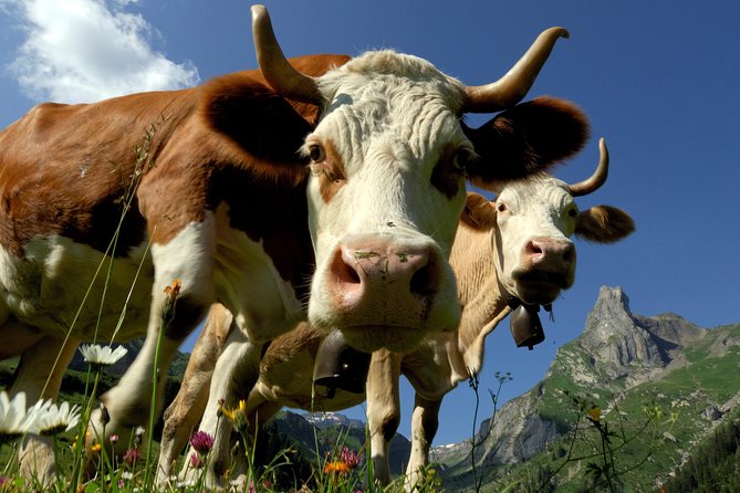 Interlaken and Grindelwald Day Trip From Lucerne - Exploring the Bernese Oberland Alps