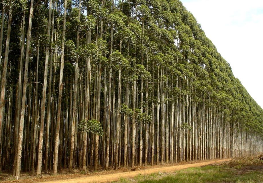 Isimangaliso Wetlands Park & Boat Cruise Tour From Durban - Good To Know