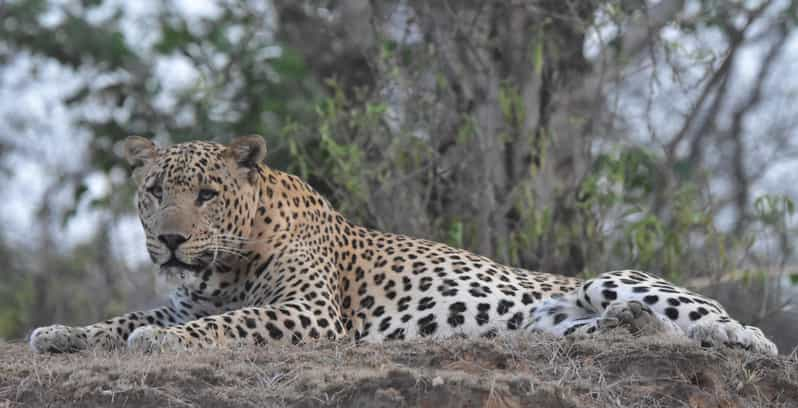 Jaipur: Private Guided Safari at Amagarh Leopard Reserve - Good To Know