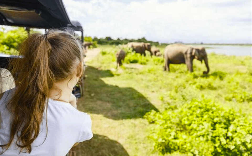 Jeep Safari to Udawalawa National Park From Colombo - Tour Overview and Pricing