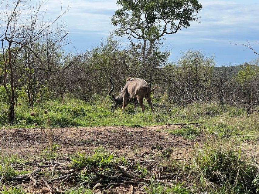 Johannesburg Safari Day Tour - Pilanesberg Big 5 Adventure - Good To Know