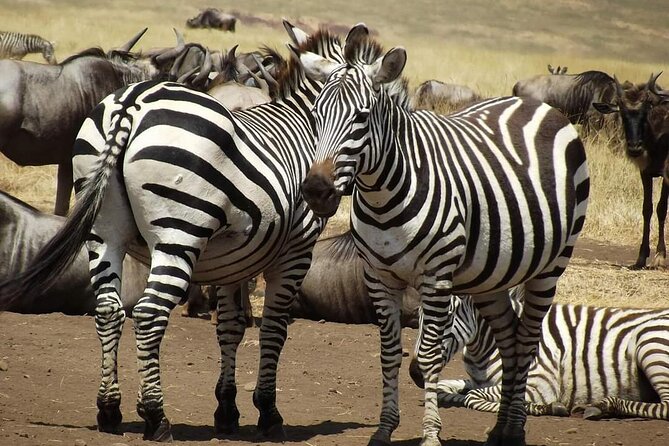 Joining Safari Three Days From Mwanza - Good To Know