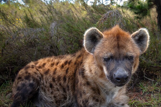 Jukani Wildlife Sanctuary Admission With Guided Tour - Overview of the Sanctuary