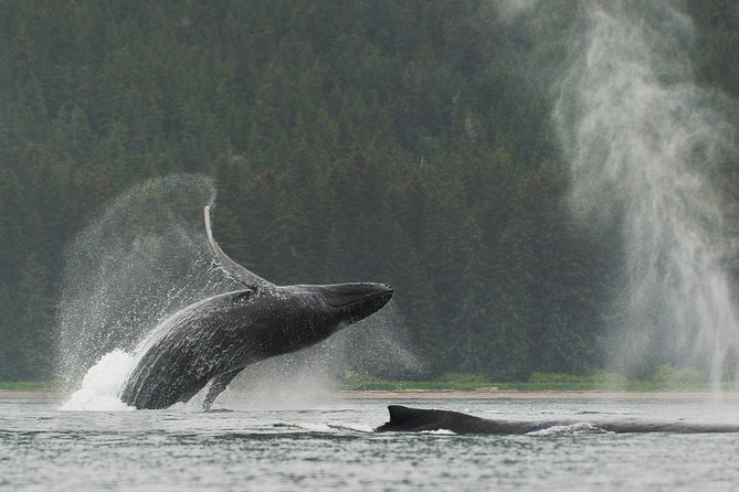 Juneau Shore Excursion: Paddle With Whales! Kayak Adventure - Good To Know