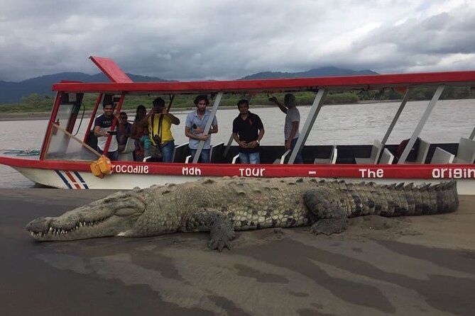 Jungle Crocodile Safari - Punta Arenas Highlights - Good To Know