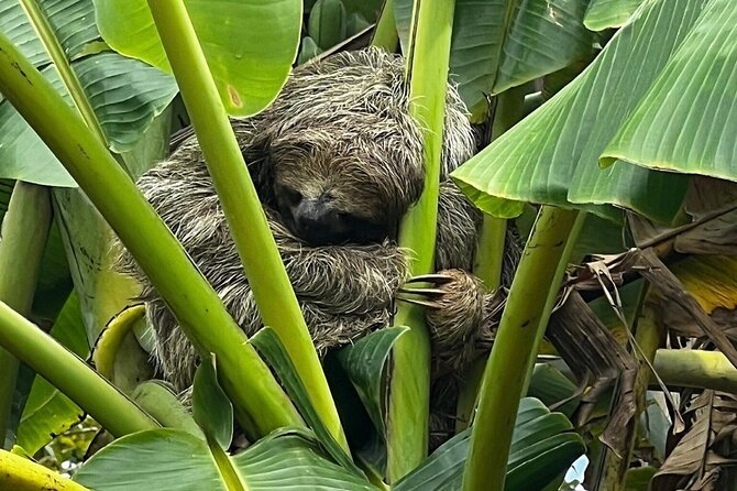Jungle River, Sloth Sanctuary and Poisonous Frogs. - Good To Know