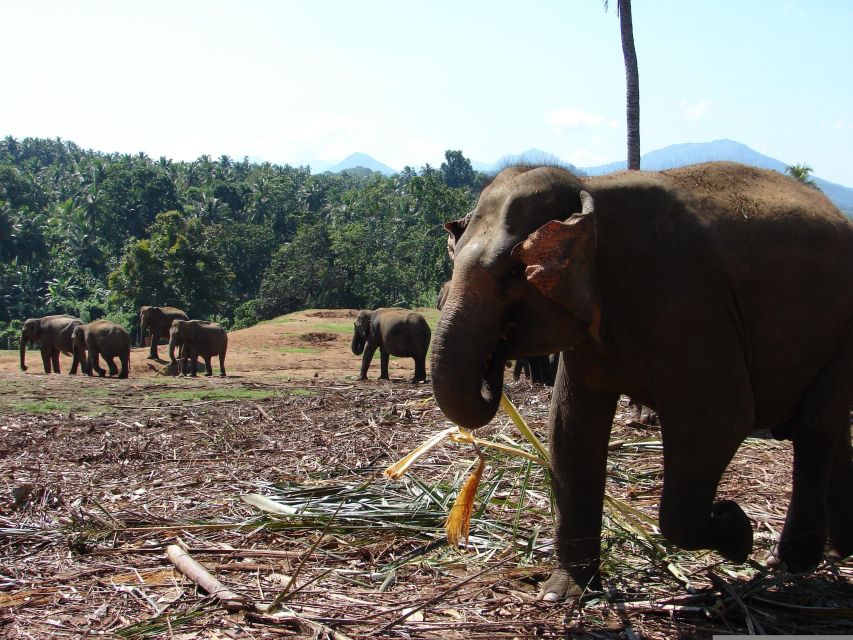 Kandy Pinnawala Full Day Tour From Bentota and Kalutara - Good To Know