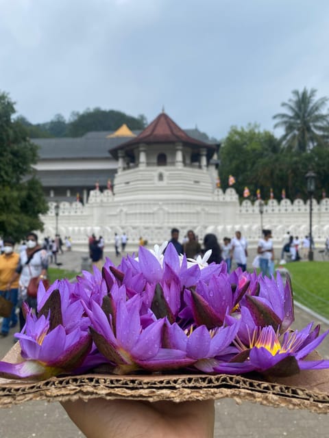 Kandy Privet Day Tour With Pinnawala and Tea Plantation - Good To Know