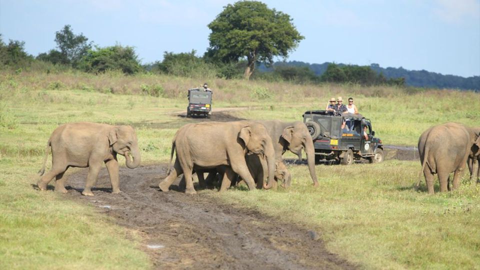 Kaudulla National Park-Elephant Gathering Safari - Good To Know