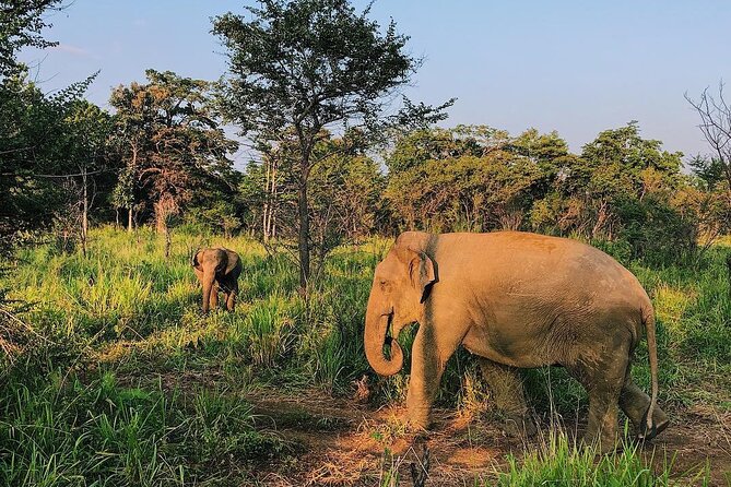 Kaudulla National Park Half Day Private Safari in Sri Lanka - Good To Know