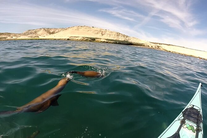 Kayak Paddling Experience With Sea Lions in Puerto Madryn - Good To Know