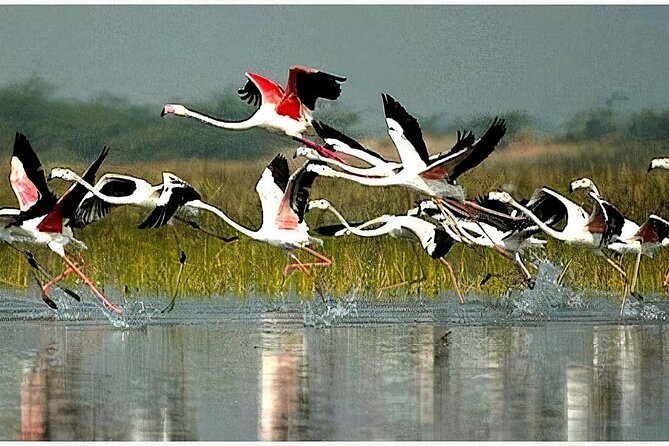 Keoladeo Birds Park Tour From Agra To Jaipur Including Entry - Good To Know