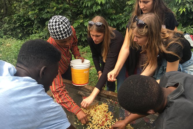 Kingstone Asilia and Coffee Tour - Good To Know