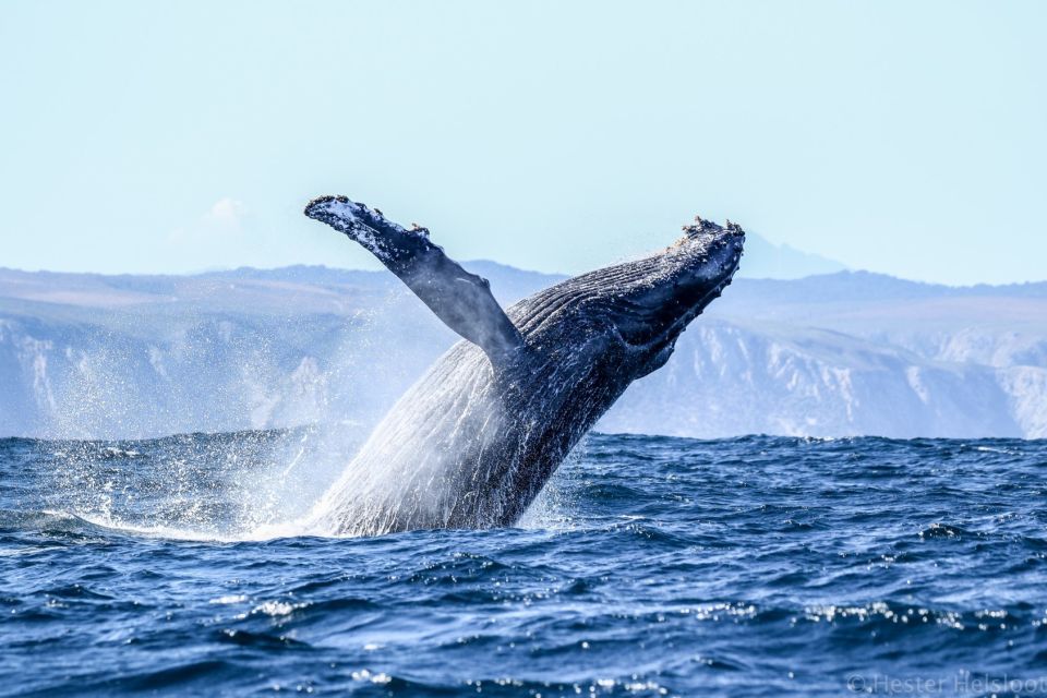 Knysna: Close Encounter Whale Watching Tour by Boat - Good To Know