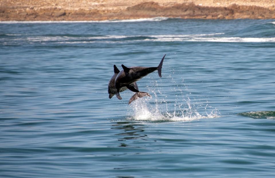 Knysna: Marine Life & Garden Route Coastline Tour - Good To Know