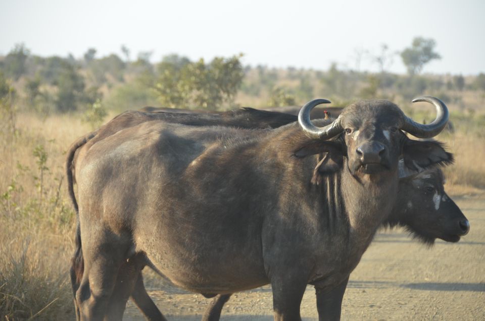 Kruger Morning Game Drive From Marloth Park & Komatipoort - Good To Know