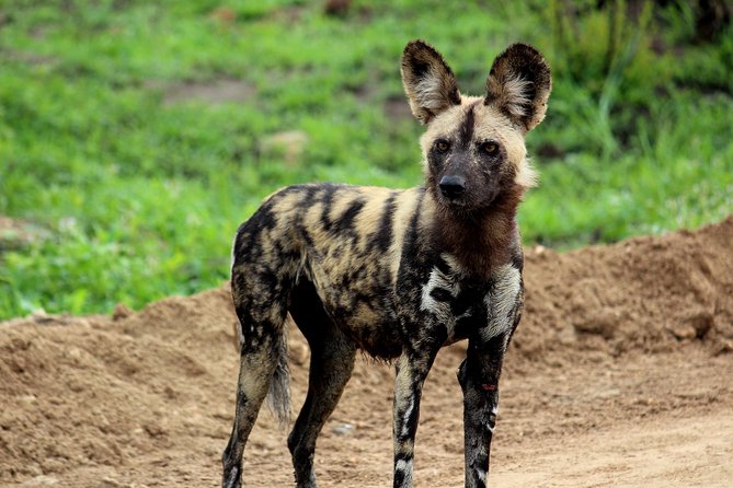 Kruger National Park - 1 Day (Open Vehicle) - Good To Know