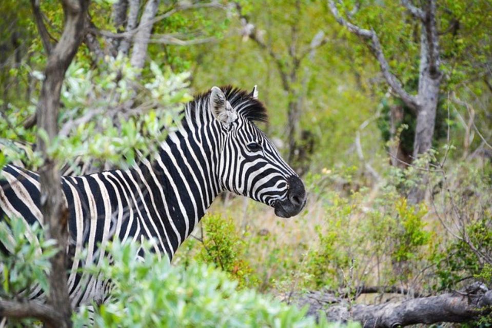 Kruger National Park 2 Days - Good To Know