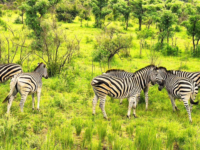 Kruger National Park 3 Days Best Ever Safari From Cape Town - Overview of the Safari Experience