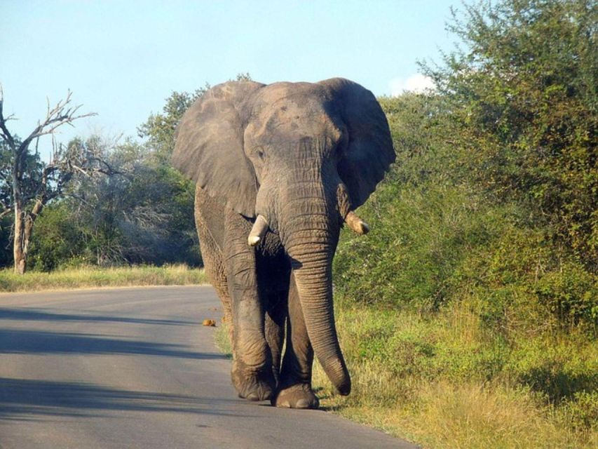 Kruger National Park 3 Days - Good To Know