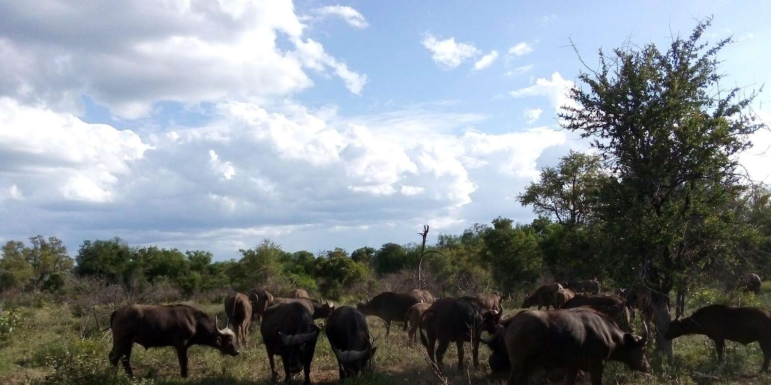 Kruger National Park: 4-Day Private Safari Tour - Good To Know