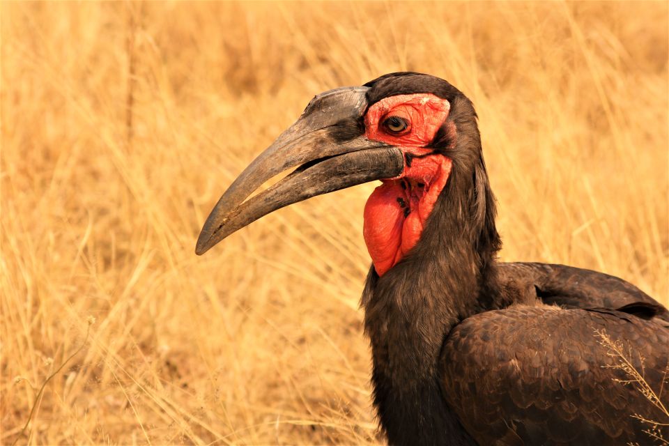 Kruger National Park Afternoon Safari - Good To Know