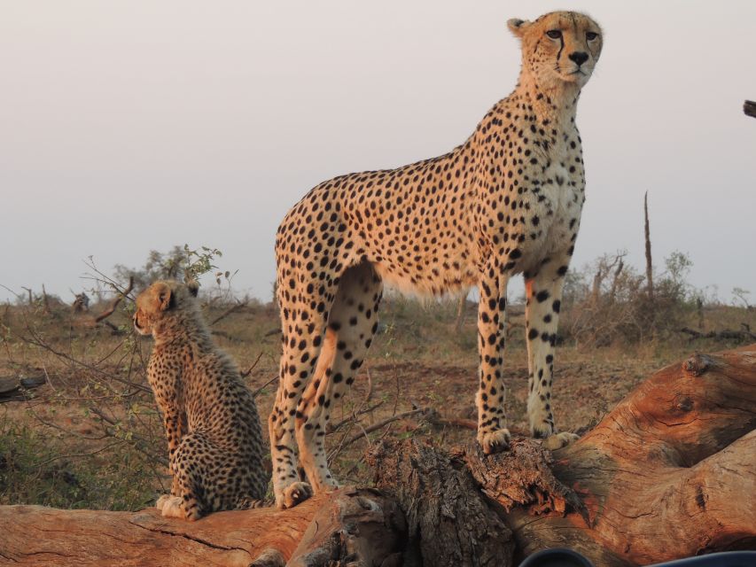 Kruger National Park: Full-Day Game Drive With Pickup - Good To Know